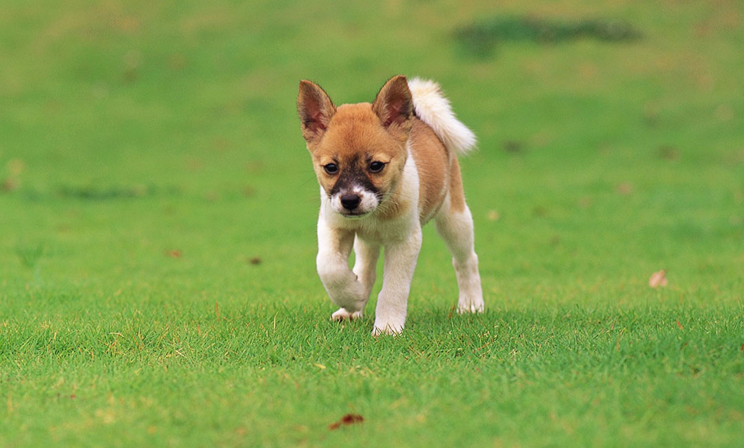 儋州叮叮宠物商业计划书案例